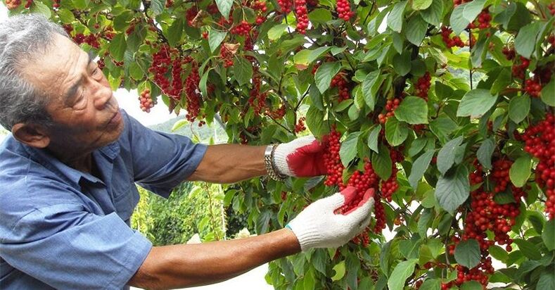 Kineska limunska trava za povećanje potencije
